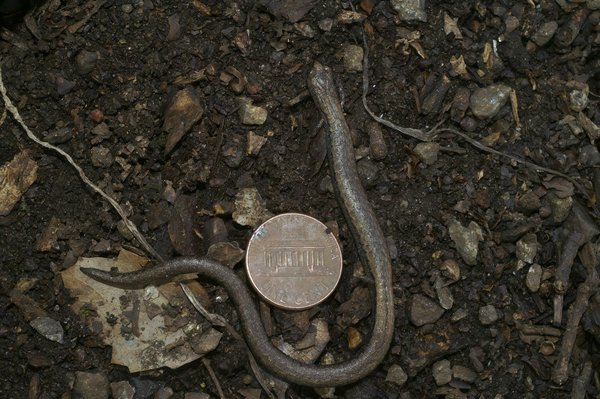 Top 5 raisons de préférer webflow ou wordpress pour votre site